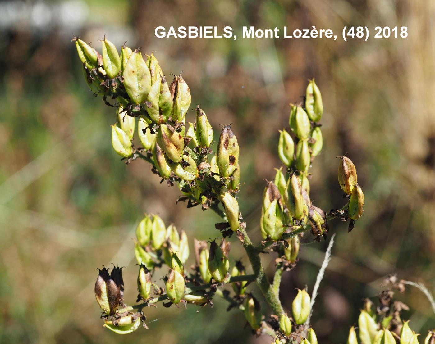 White False Helleborine fruit